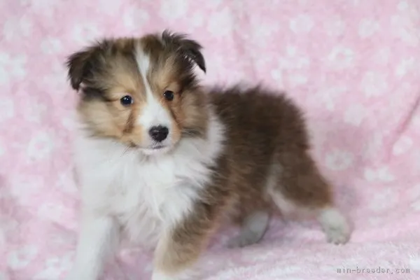 だいちゃん 様のお迎えした子犬