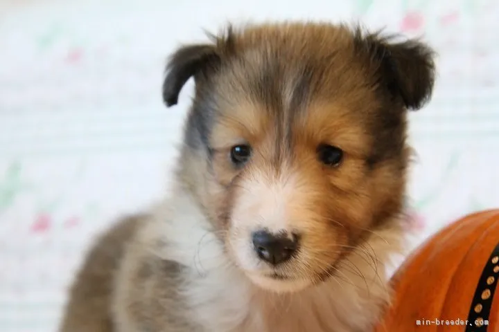 ひなたママ 様のお迎えした子犬