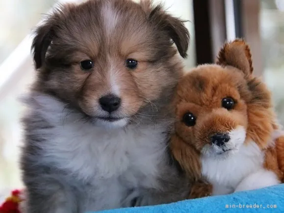 Rocky Raccoon 様のお迎えした子犬