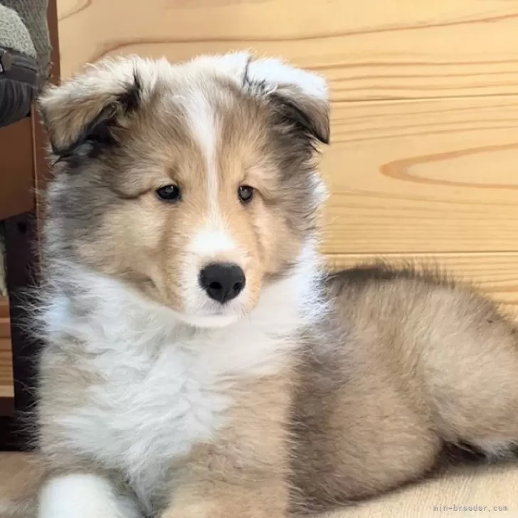 ID：2408-02249の子犬