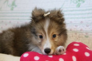 シェットランドシープドッグ【新潟県・男の子・2018年6月9日・セーブル&ホワイト】の写真「おとなしく優しい性格の男の子」