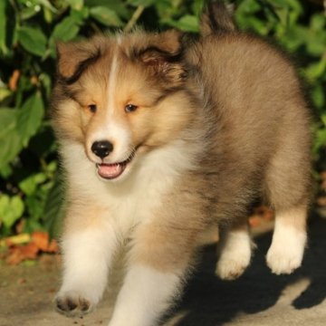 シェットランドシープドッグ【新潟県・男の子・2023年5月27日・セーブル&ホワイト】の写真「人懐こい男の子」