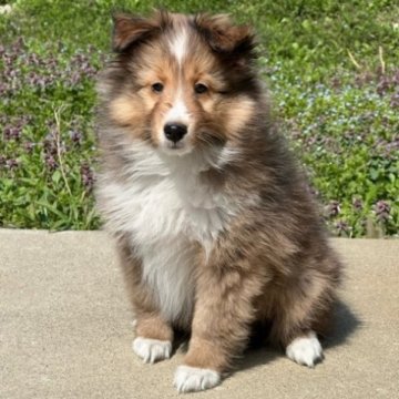 シェットランドシープドッグ【新潟県・女の子・2023年1月14日・セーブル&ホワイト】の写真「可愛い女の子」