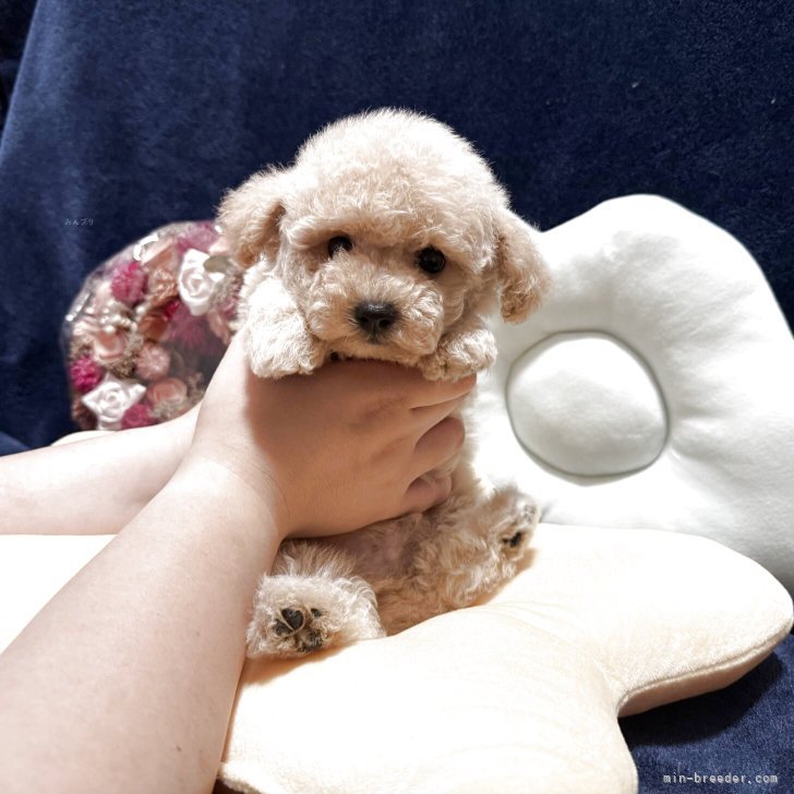 ブリーダー画像