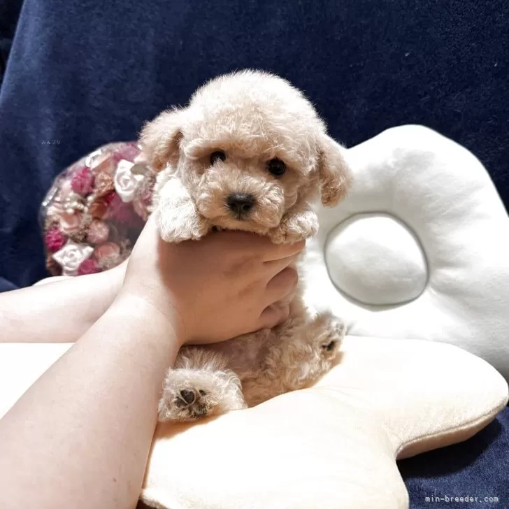 ビションプー(ビションフリーゼ×トイプードル)【埼玉県・男の子・2025年9月5日・アプリコット】の写真1