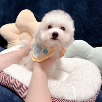 ビションフリーゼ【埼玉県・男の子・2025年8月13日・ホワイト】の写真「タレ目ちゃんの男の子
両親遺伝子検査クリア」