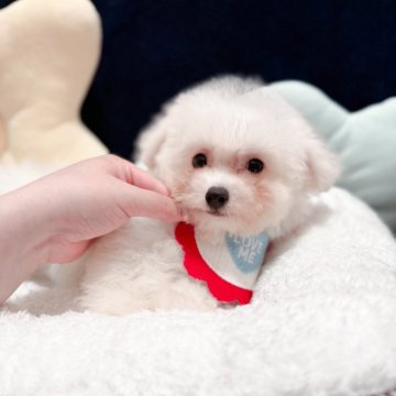 ビションフリーゼ【埼玉県・男の子・2025年8月13日・ホワイト】の写真「足が短めのビションの男の子
両親遺伝子検査クリア」