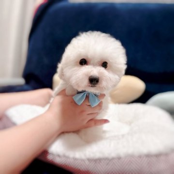 ビションフリーゼ【埼玉県・男の子・2025年8月21日・ホワイト】の写真「お目目の大きな男の子
両親遺伝子検査クリ」