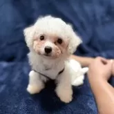 ビションフリーゼ