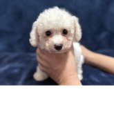 ビションフリーゼ