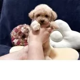 ビションプー(ビションフリーゼ×トイプードル)【埼玉県・男の子・2025年9月5日・アプリコット】の写真5