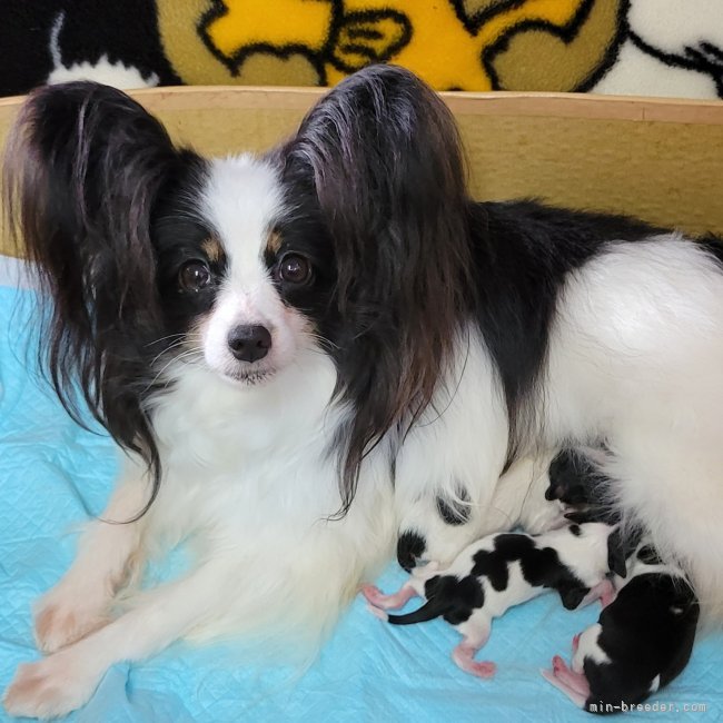 水野日出子ブリーダーのブログ:子犬誕生💕