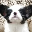 パピヨン【埼玉県・男の子・2025年2月22日・トライ】の写真5
