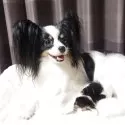 パピヨン【埼玉県・男の子・2025年6月30日・トライカラー】の写真10
