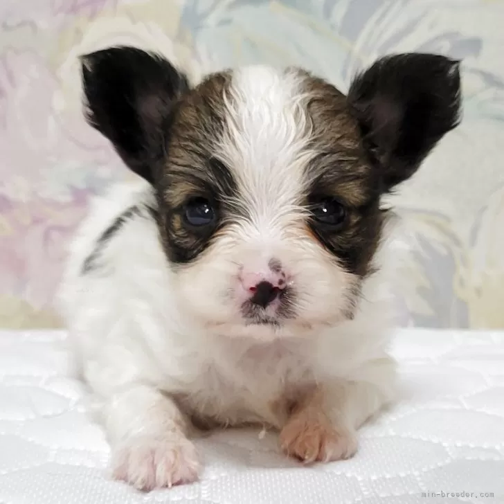 ID:2508-03283の子犬