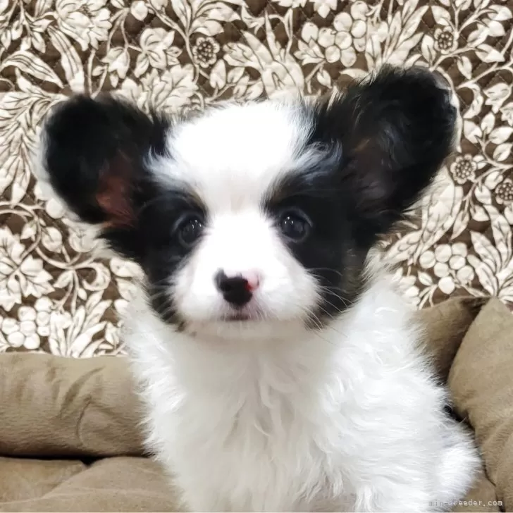 ID：2503-03819の子犬