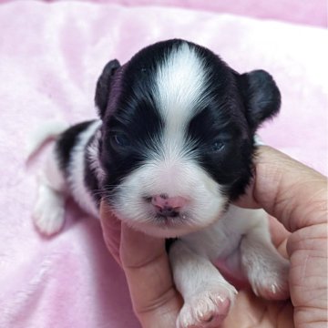 パピヨン【埼玉県・女の子・2025年10月31日・白黒】の写真「白黒の美パピちゃんです💕パパはチャンピオン🏆️」