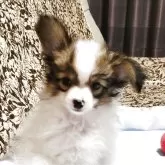 パピヨン