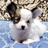 パピヨン