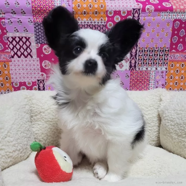 ID:2404-00205の子犬