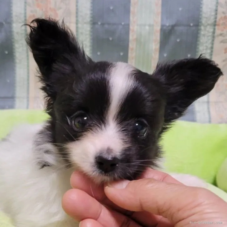 次元 様のお迎えした子犬