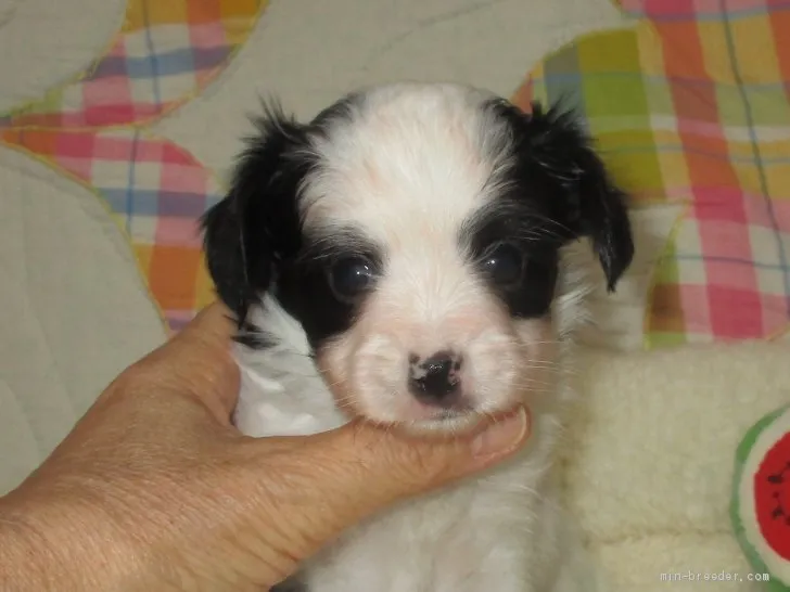 ID:2006-02520の子犬