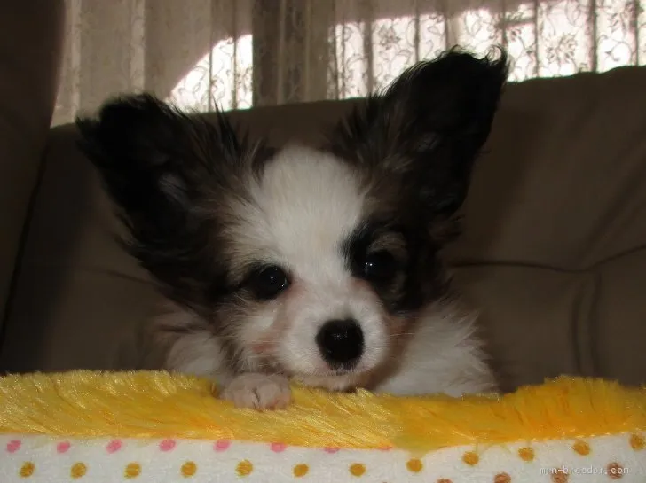 ID:1904-02740の子犬