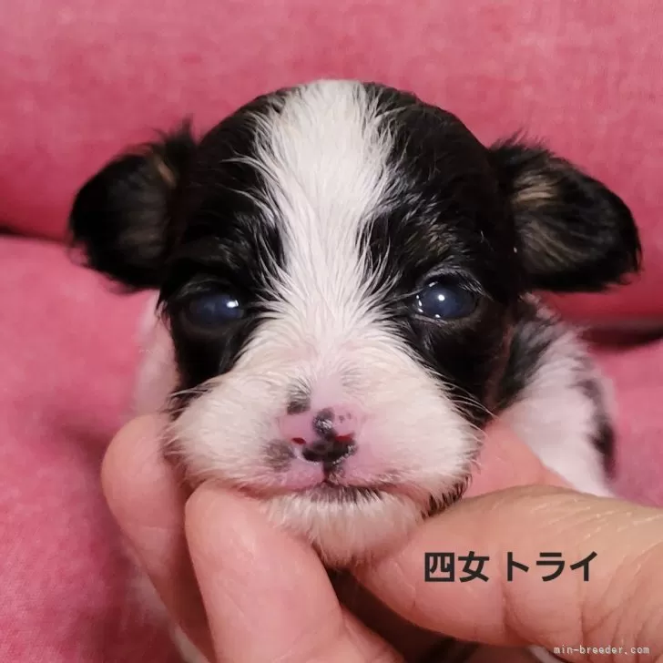 ID：2405-03239の子犬
