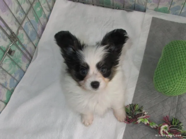 ID：2110-02857の子犬