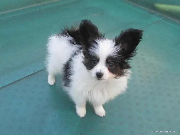 ID：2010-00165の子犬
