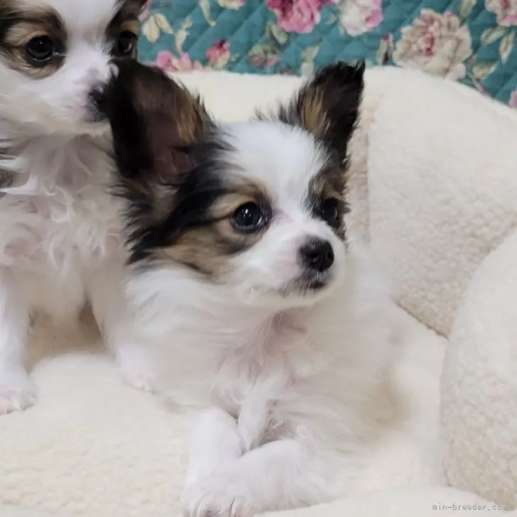 ID：2302-04680の子犬