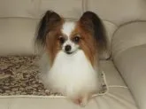 パピヨン【埼玉県・男の子・2019年2月9日・ホワイト&セーブル】の写真5「父犬：リープ」
