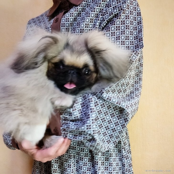 ブリーダー画像