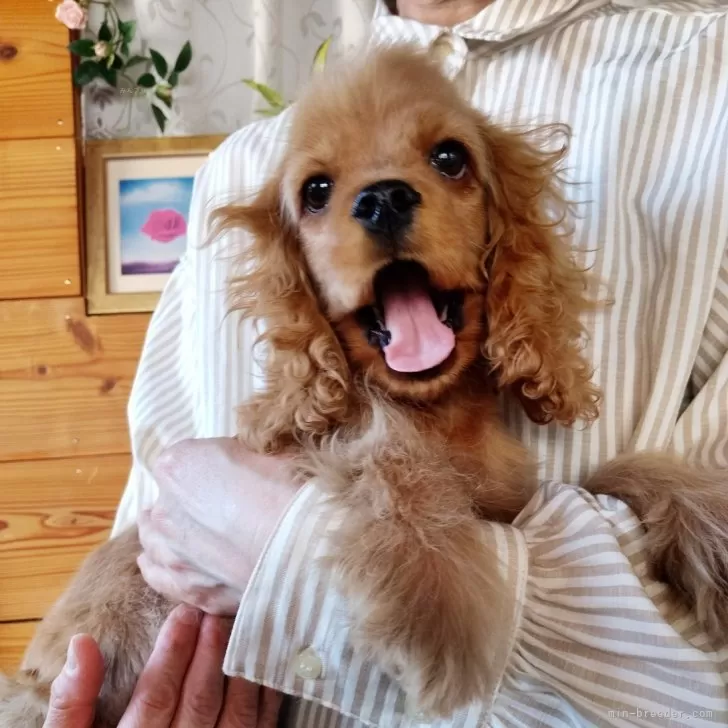 ID：2504-07459の子犬