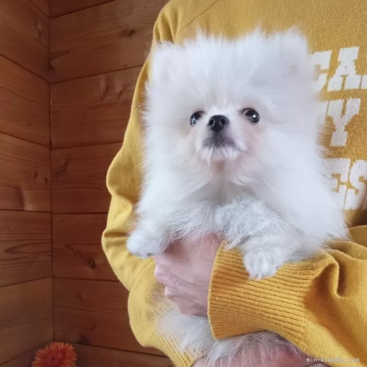 みー 様のお迎えした子犬
