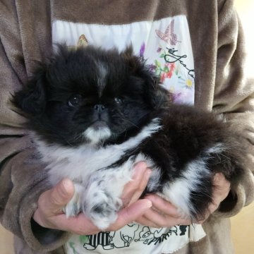 ペキニーズ【愛知県・女の子・2025年9月7日・ブラック&ホワイト】の写真「ブラック＆ホワイト柄きれい」