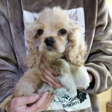 アメリカンコッカースパニエル【愛知県・女の子・2025年9月1日・バフ】の写真「小さい愛嬌のある大人しい子」