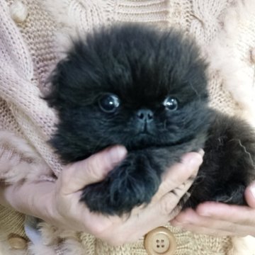 ペキニーズ【愛知県・女の子・2025年9月17日・ブラック】の写真「ブラック＆ホワイトマーキングかわいい子」