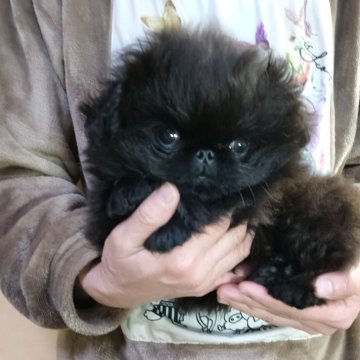 ペキニーズ【愛知県・男の子・2025年9月17日・ブラック】の写真「ブラックかわいい子」