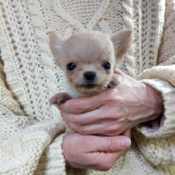 チワワ(ロング)【愛知県・男の子・2025年10月11日・クリー厶】の写真「ボディ短くコンパクトな子。」