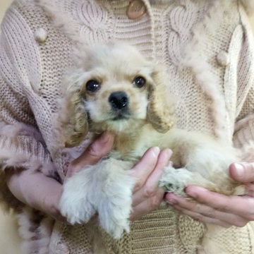 アメリカンコッカースパニエル【愛知県・女の子・2025年9月1日・バフ】の写真「小さい愛嬌のある大人しい子」