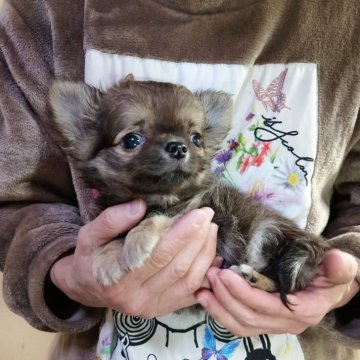 チワワ(ロング)【愛知県・男の子・2025年9月17日・フォーン】の写真「お顔かわいい子です」