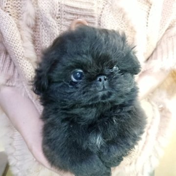 ペキニーズ【愛知県・男の子・2025年9月17日・ブラック】の写真「ブラックかわいい子」