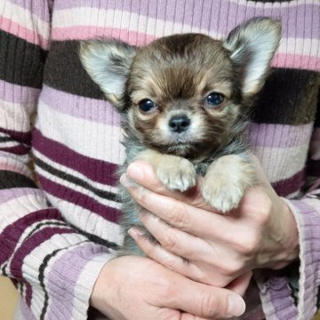 チワワ(ロング)【愛知県・男の子・2025年1月23日・フォーン】の写真「ちっちゃい女の子顔の男の子（極小サイズ）」