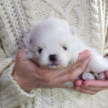 ポメラニアン【愛知県・女の子・2025年11月11日・ホワイト】の写真「父母チャオリア系。もふもふきれいな子。」