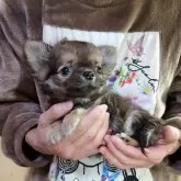 チワワ(ロング)【愛知県・男の子・2025年9月17日・フォーン】の写真1