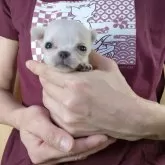 チワワ(スムース)