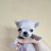 チワワ(スムース)