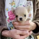 チワワ(ロング)