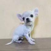 チワワ(スムース)